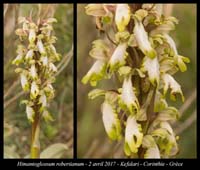 Himantoglossum-robertianum